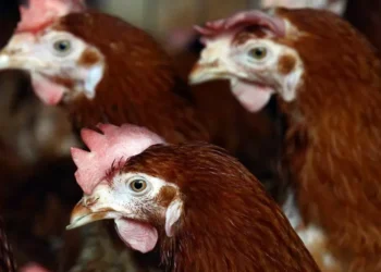 5 coisas que você precisa saber sobre a gripe aviária