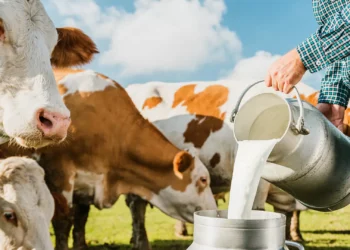 A volta do leite verdadeiro