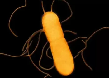 Surto bacteriano ligado a macarrão de mercado leva a morte ao menos 3 americanos