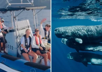 Língua dos animais: cientistas esperam falar “baleês” já em 2026