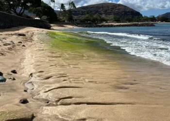 Maré baixa revela arte ancestral de 600 anos escondida em praia do Havaí
