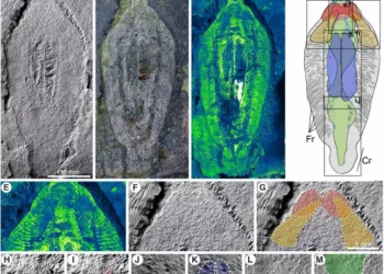 Criatura milenar confundida com lula era, na verdade, verme predador