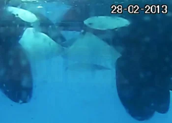 Orcas são flagradas ‘se beijando’ com língua na natureza; veja