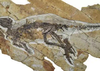Descoberta revela provável som que os dinossauros faziam