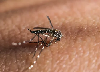 OMS alerta para risco de disseminação global de Chikungunya