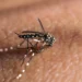 OMS alerta para risco de disseminação global de Chikungunya