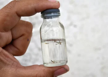 Substância da própolis de abelha sem ferrão mata larvas do mosquito da dengue