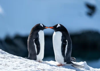 Por que os pinguins não vivem nem visitam o Hemisfério Norte?