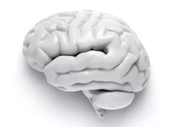 O que está por trás do processo de morte cerebral