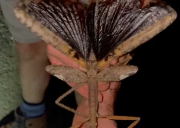 Nova espécie de inseto é a mais pesada já encontrada na Austrália; veja imagens