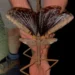 Nova espécie de inseto é a mais pesada já encontrada na Austrália; veja imagens