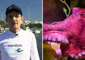 Biólogo faz alerta contra fazenda de polvos: problemas éticos e ambientais