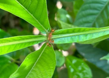Formigas defendem plantas de herbívoros, mas podem atrapalhar polinização