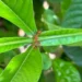 Formigas defendem plantas de herbívoros, mas podem atrapalhar polinização