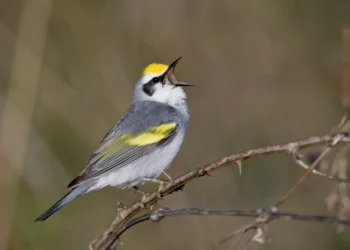 Poluição luminosa faz pássaros cantarem média de 50 minutos a mais por dia, diz estudo