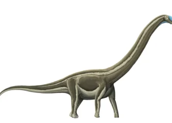 Doença óssea mortal dizimou dinossauros pescoçudos na região do interior de São Paulo