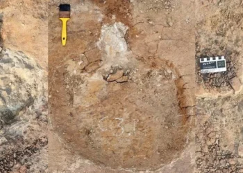 Dinossauros de espécies diferentes podem ter andado em rebanhos mistos