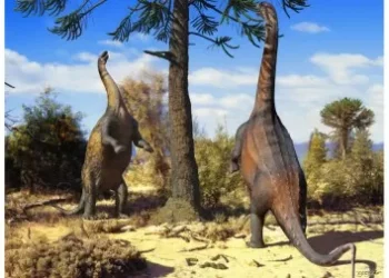 Dinossauro pescoçudo sul-americano podia ficar de pé sobre duas patas com facilidade