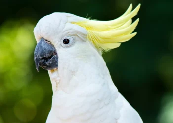 Papagaios dançarinos? Cacatuas mostram coreografias naturais, revela pesquisa