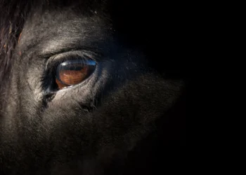 Qual é o animal mais mortal da Austrália? Estudo aponta líder improvável