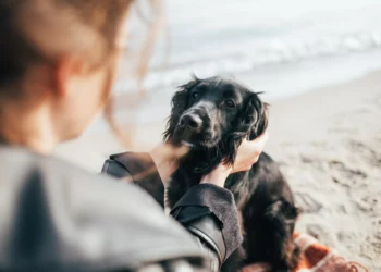 Cérebros caninos são programados para captar emoções humanas, mostra estudo