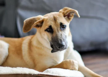 Conheça as tecnologias que substituem testes de cosméticos em animais