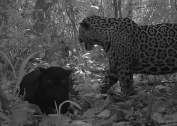 Pantera negra e onça-pintada são flagradas em acasalamento inédito na natureza; veja