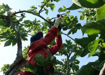 Comissão Europeia propõe 300 mil euros para jovens agricultores