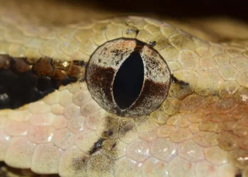 Ataque mais rápido do reino animal é registrado em câmera lenta; veja