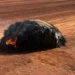 Objeto em chamas encontrado na Austrália pode ser destroço de foguete chinês; veja
