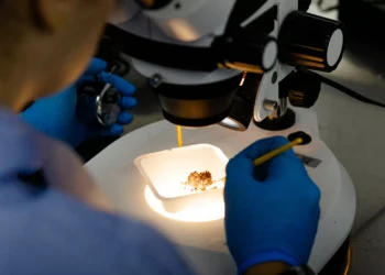 Brasil inaugura maior fábrica de mosquitos da dengue ‘do bem’; veja fotos