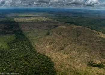 Como o desmatamento causa quase 30 mil mortes por ano no mundo