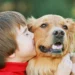 Golden retrievers e humanos dividem genes ligados ao comportamento