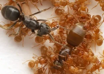 Parasita faz formigas matarem a própria rainha, revela vídeo
