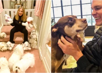 Cópias genéticas de animais domésticos expõem mercado milionário, cercado de dilemas éticos