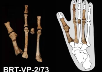 Dois tipos de ancestrais do homem conviveram no mesmo espaço e tempo