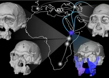 Fóssil de 1,5 milhão de anos lança luz sobre a saída dos humanos da África