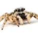 Foto premiada revela como aranha envolve presas com teia elástica