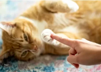 Um gesto simples pode melhorar a comunicação com seu gato, diz estudo