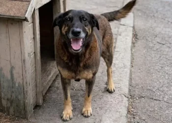 A morte do cão Orelha: como explicar tamanho ato de violência?
