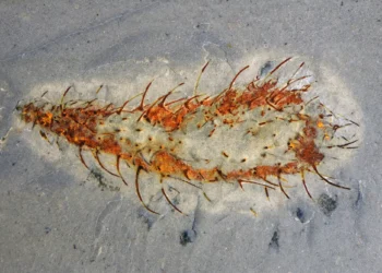 Fóssil de 512 milhões de anos revela como a vida resistiu a colapso global