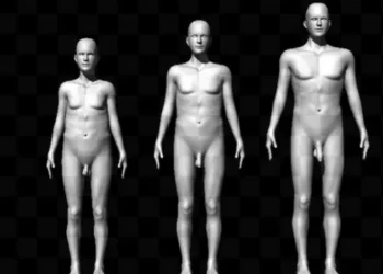 Tamanho do pênis humano tem duas funções evolutivas, diz estudo