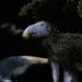 Nova espécie de dinossauro com espinhos ocos é descoberta na China