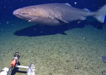Tubarão raro é filmado pela primeira vez nas profundezas da Antártida