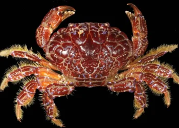 O que é o ‘caranguejo do diabo’ que matou influenciadora nas Filipinas