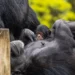 Chimpanzé macho do Zoo de São Paulo nascido em janeiro ganhou nome