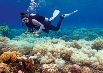 Aquecimento do oceano já atinge 80% dos recifes de corais do planeta, diz estudo