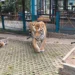 O vírus por trás da morte de 72 tigres em zoológico na Tailândia